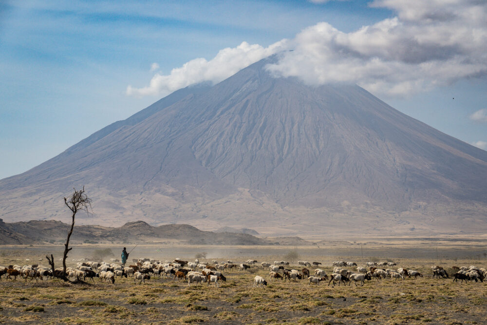 a giant volcano with sheep and a masaai herder in front