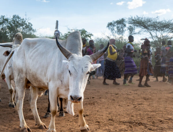 a white cow facing the camera