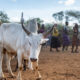 a white cow facing the camera