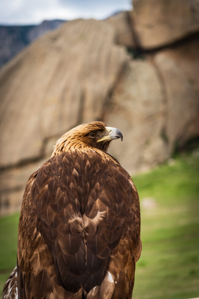 golden eagle from up close in front of some huge rocks