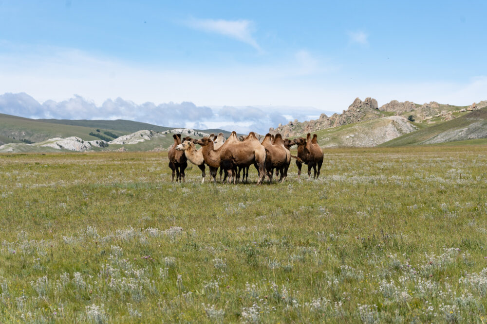 a cluster of bactrian camels huddled together in a field