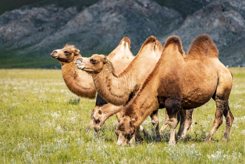 a line of bactrian camels