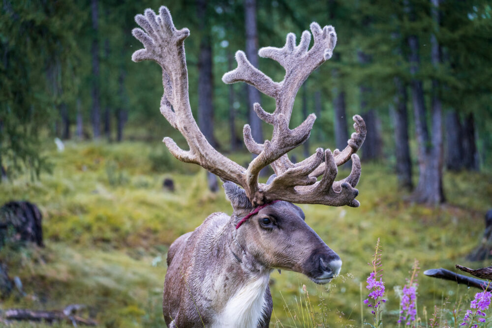 close up of a reindeer