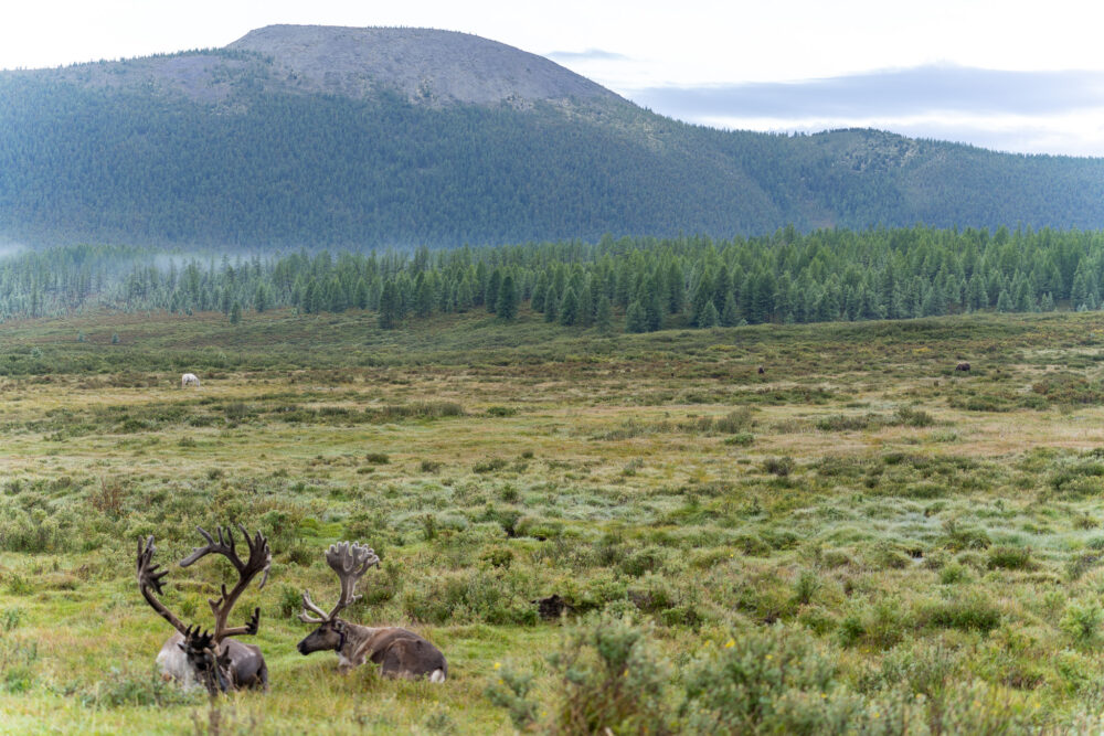 two reindeer in a very lush meadow with a mountain behind them