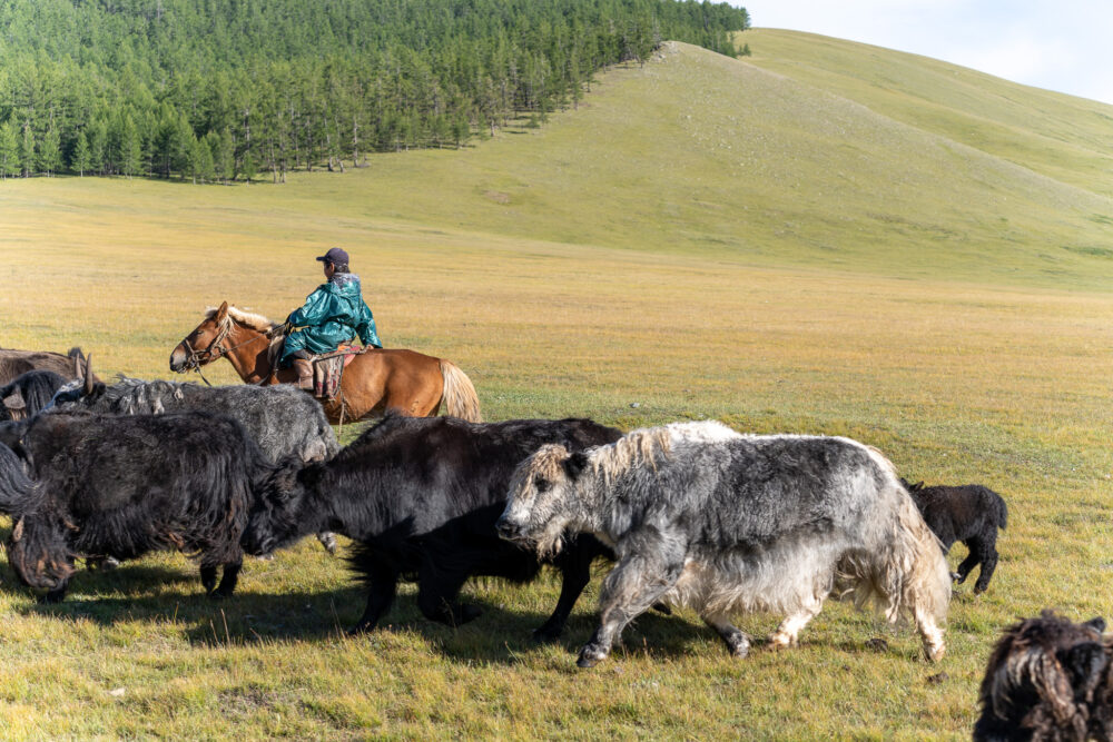a man on horseback herding hairy yaks in a grassy hillside