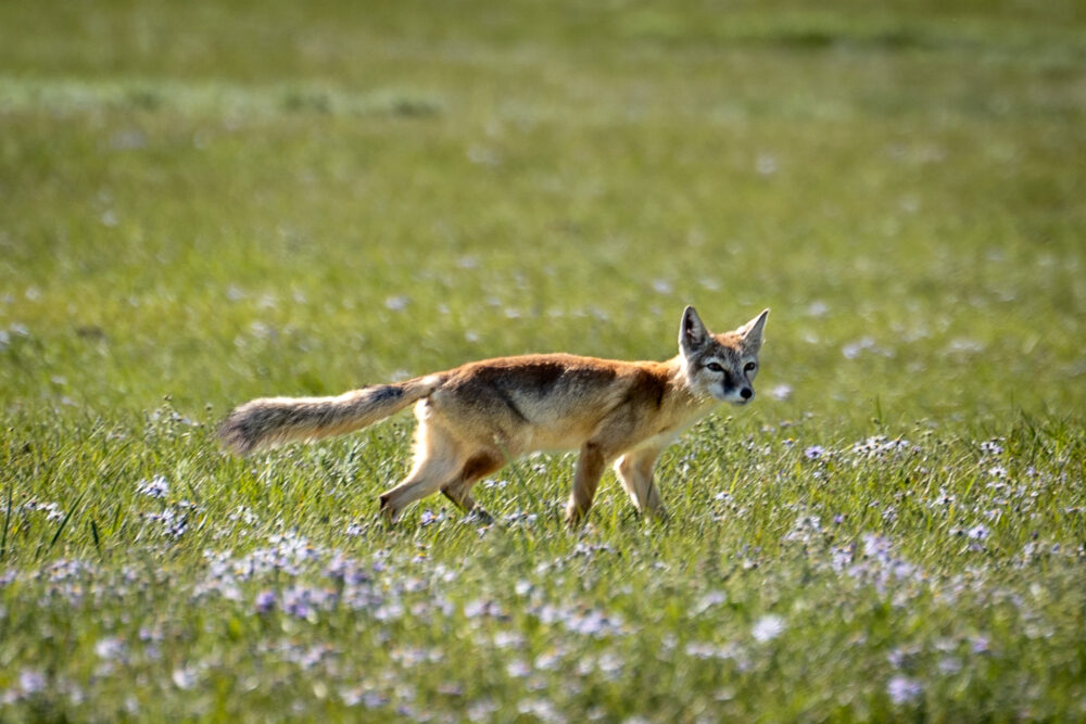 a fox in a grassy meadow