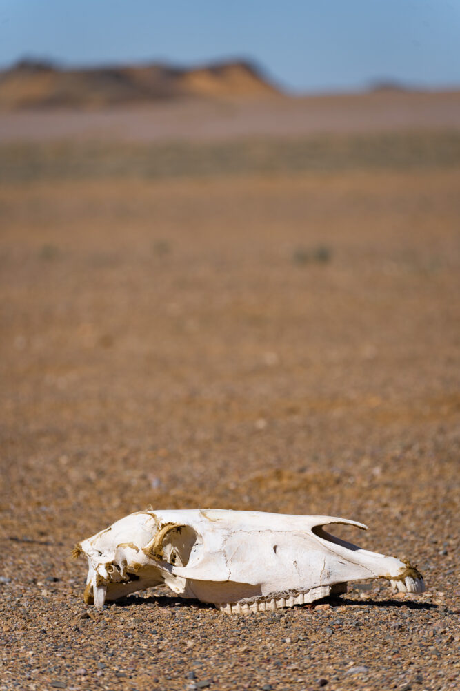 A camel skull in the sand