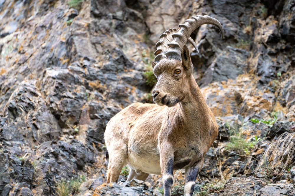 Close up of a Mongolian Ibex standing on a rocky cliffside