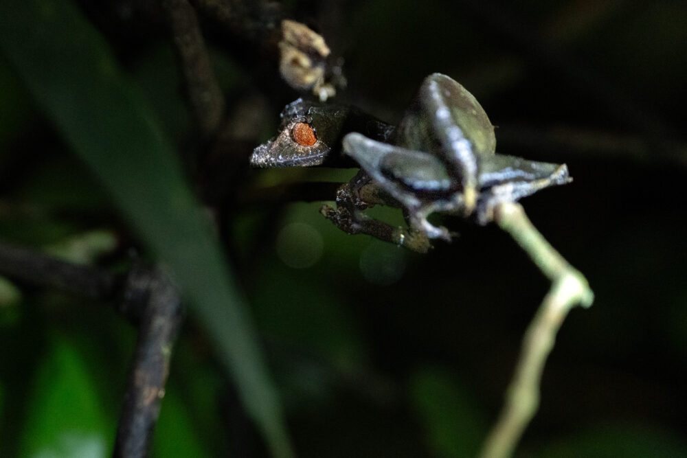 a satanic leaf gecko