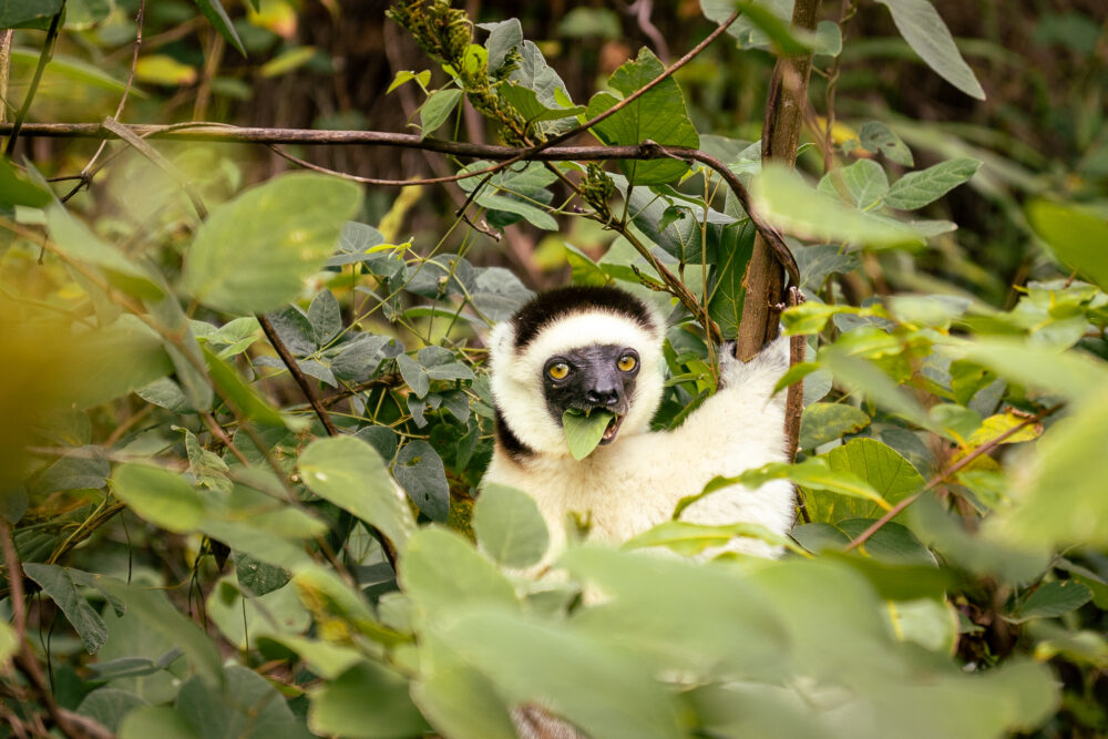 Madagascar Road Trip 