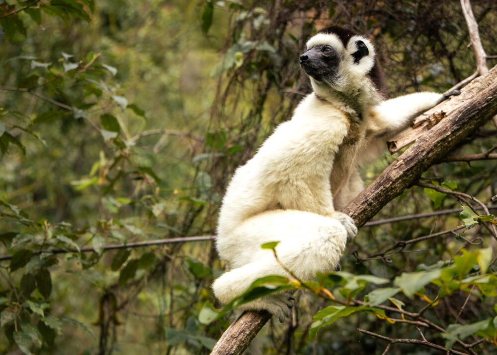 close up of a sifaka on your budget-friendly Madagascar road trip
