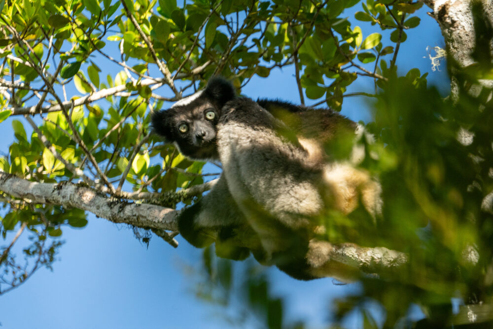 Madagascar Road Trip 
