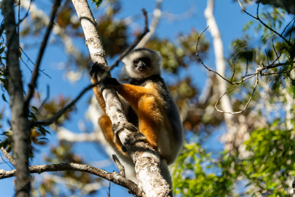 Madagascar Road Trip 