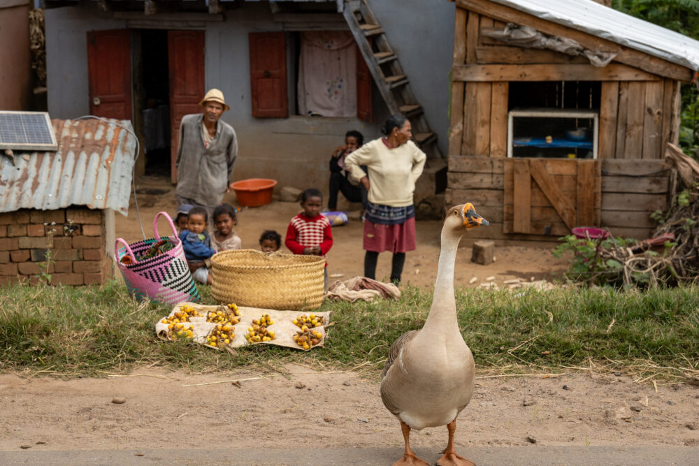 Family looking our from their yard at a large goose in the roadway