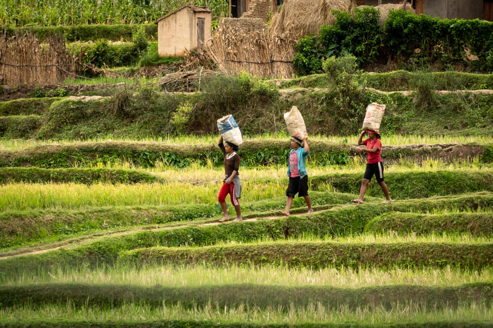 three madagascar farm women walking through the rice terraces with bags on their head. 