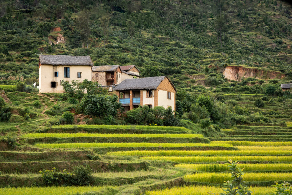 green rice terraces and madagascar homes