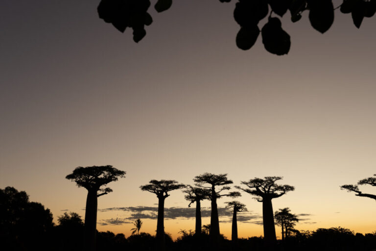 baobab trees in the sunset