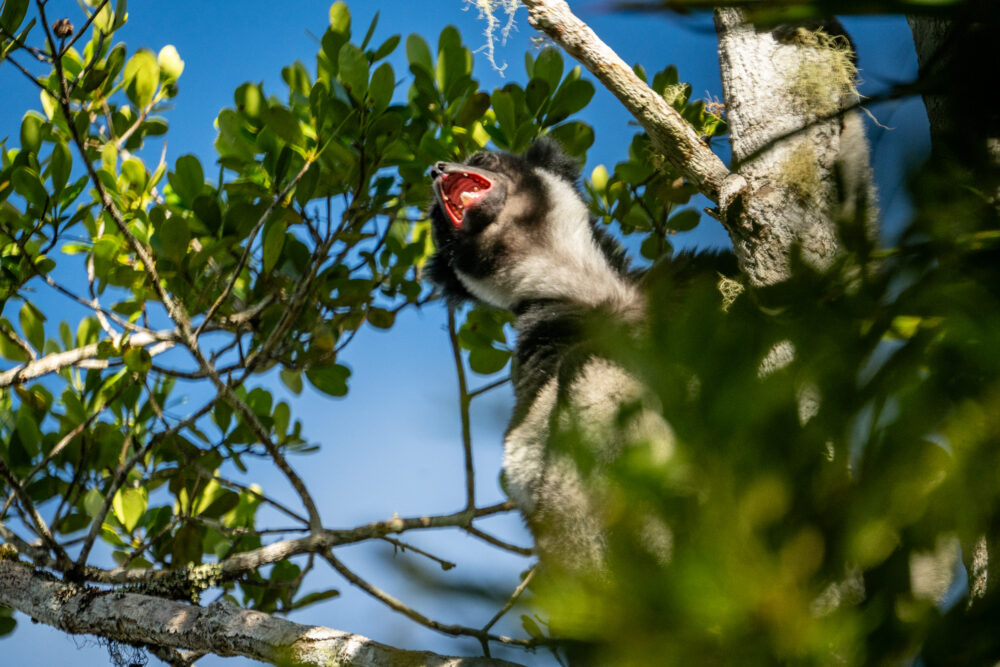 Indri sitting in the trees with it's pink mouth open