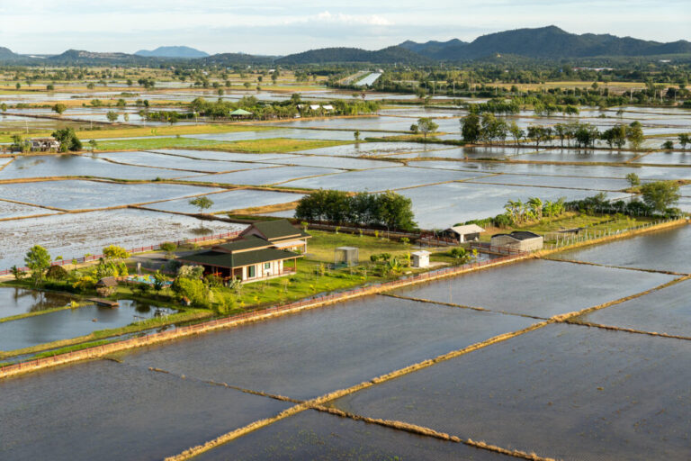 Rice Fields of Kanchanaburi