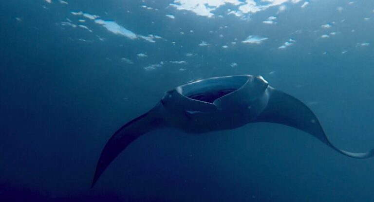 Manta Ray in the Maldives