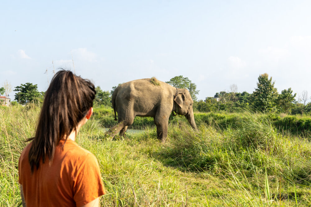 Woman in orange shirt looking at an elephant in the grass 