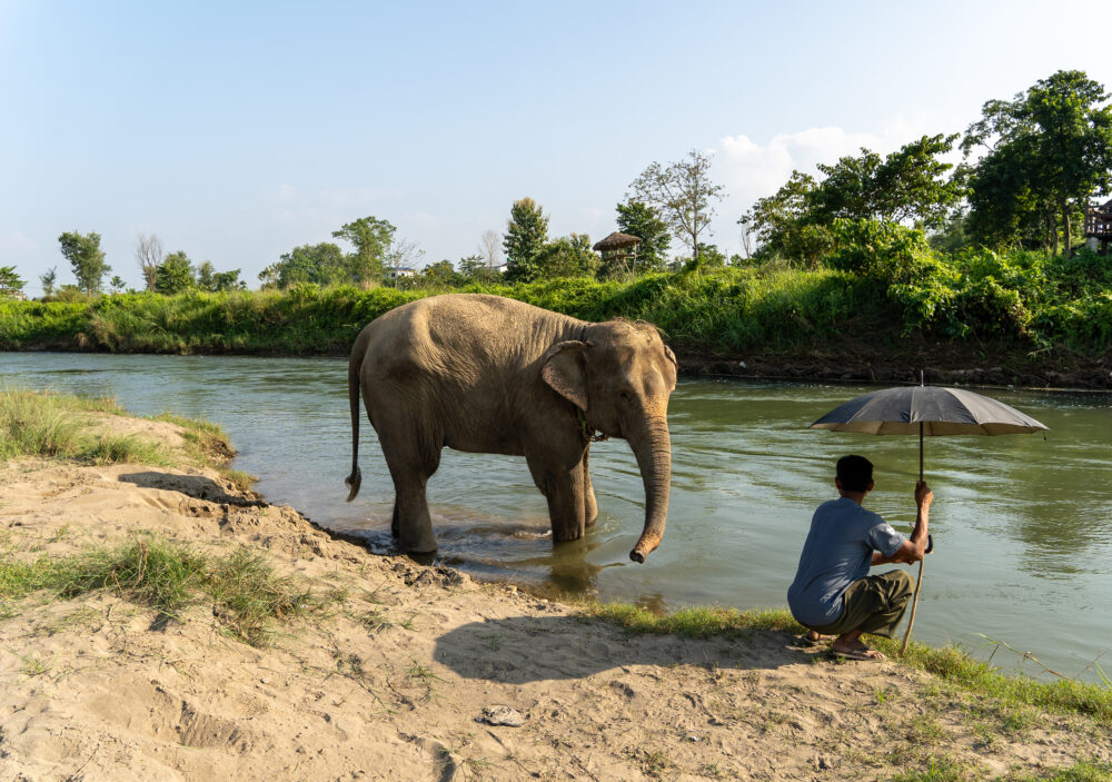 Elephant and mahout with an umbrella by the water at sapana lodge 