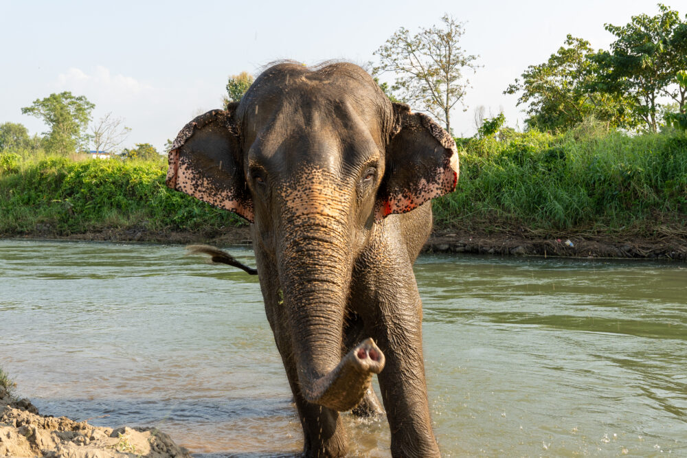 Close up of an Asian elephant by the river 