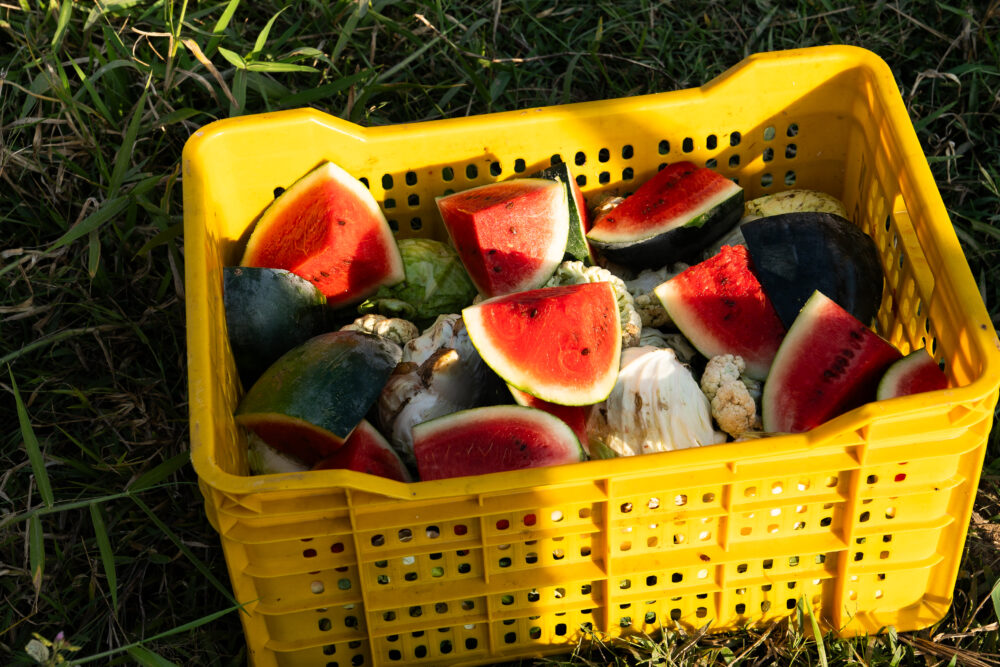bucket of watermelons for the elephants at sapana