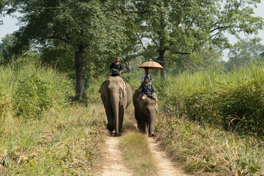 two elephants walking in the national park being ridde by mahouts