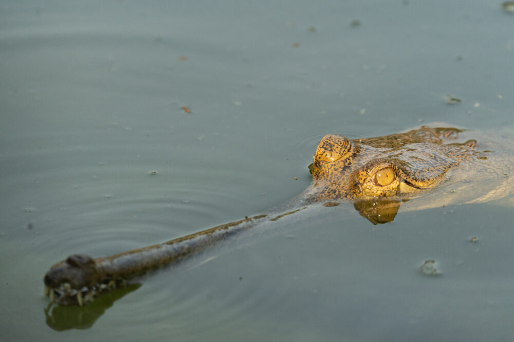 Gharial in the water