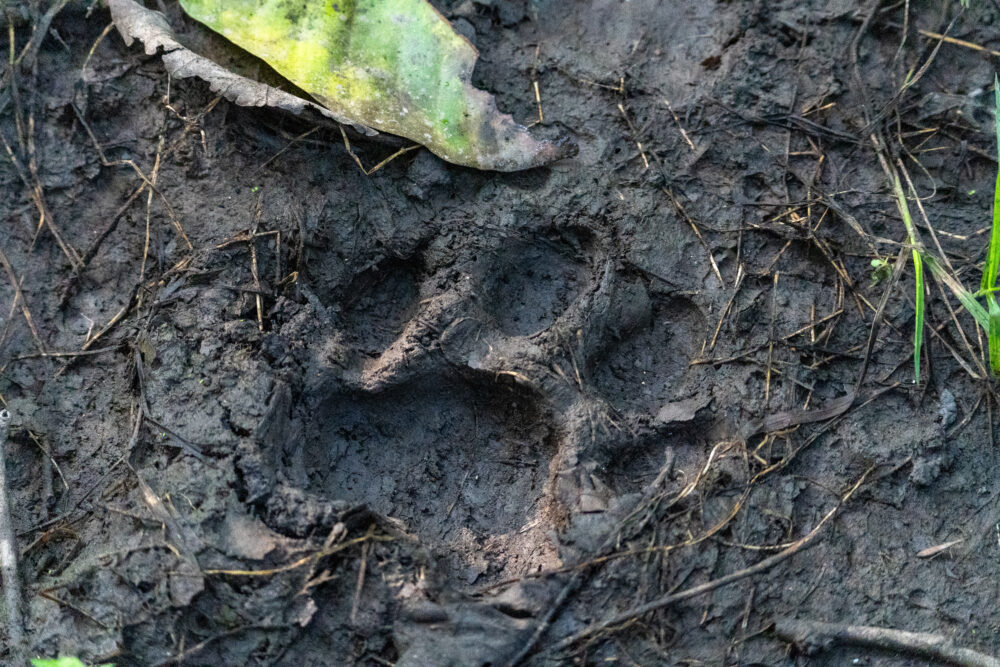 Tiger track in the mud