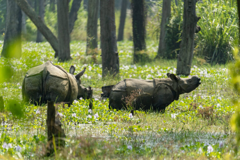 two rhinos in a bog filled with flowers in a forest