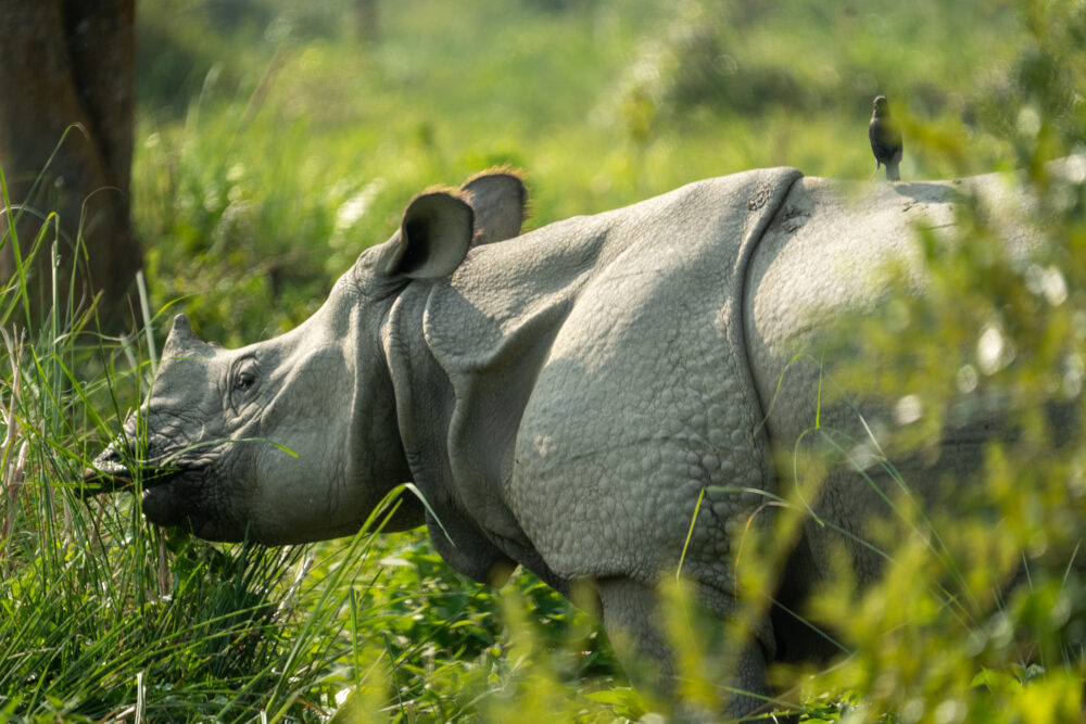 Close up of a rhino eating with a bird on top of it. 