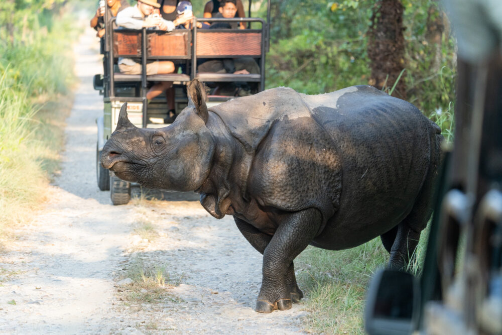 Rhino in between two safari jeeps in Nepal