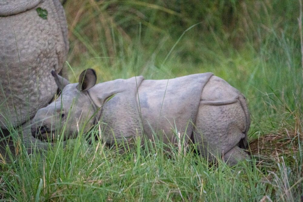 Baby rhino in the grass at Chitwan 