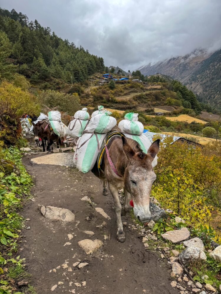 Donkeys carrying bags on a green trail in nepal