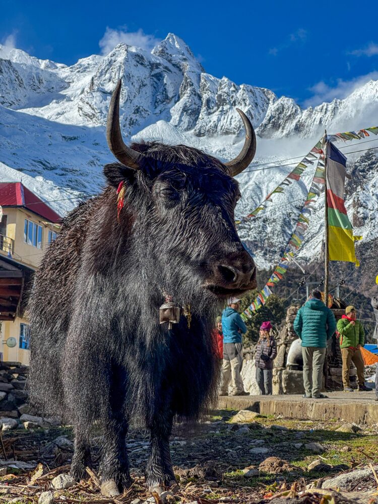 Yak close up with a dramatic snowy mountain in the back