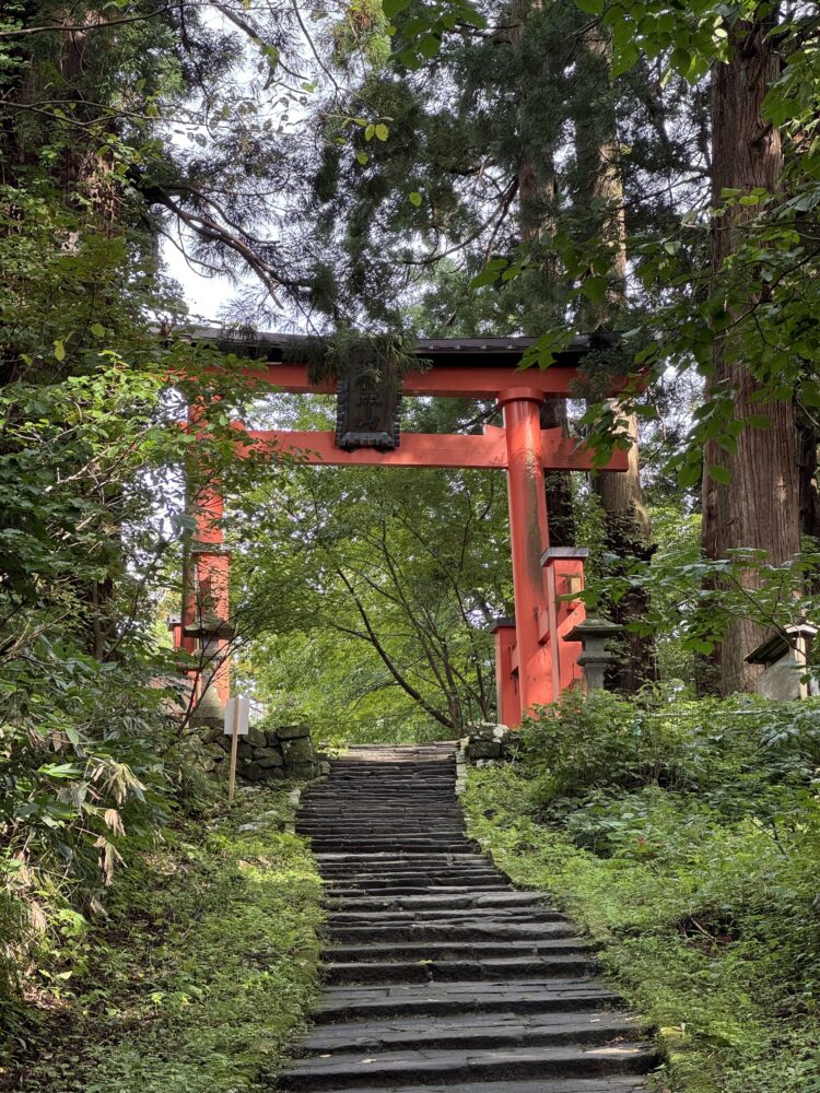 The bright red arches of a shinto shrine standing out in the green forest 