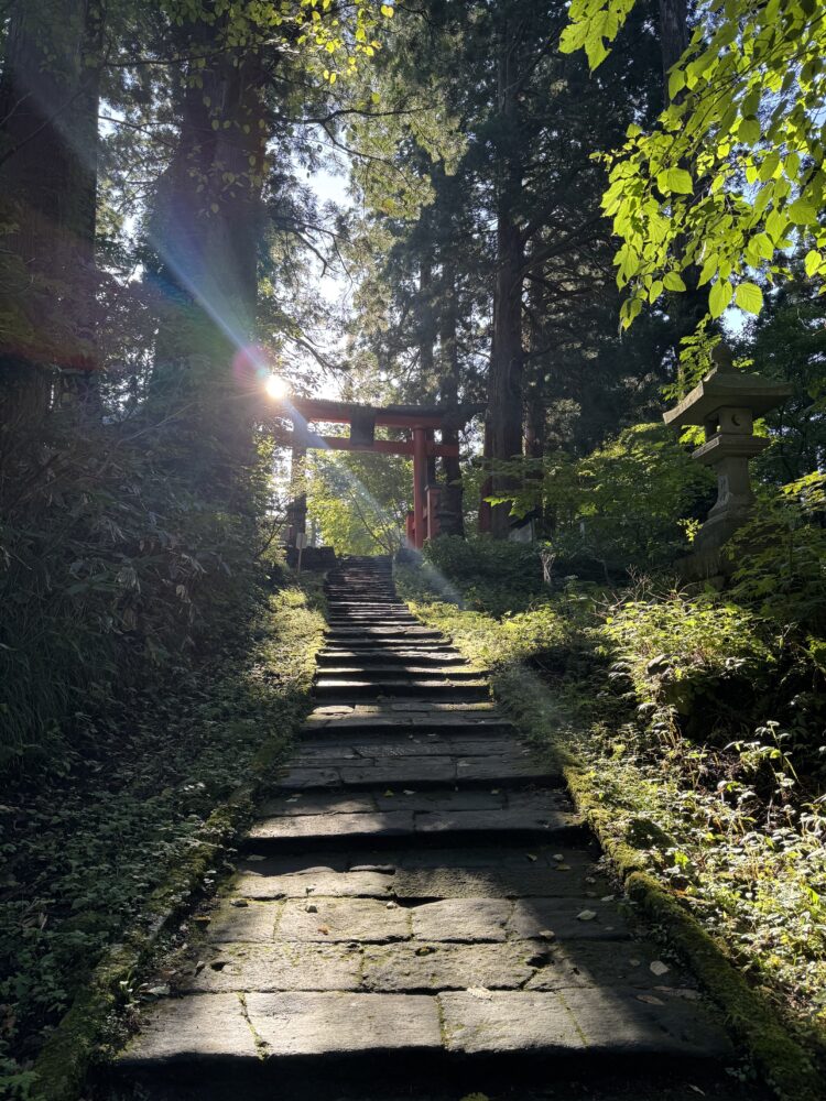 stone steps in a forest with a shinto shine bathed in sunlight 