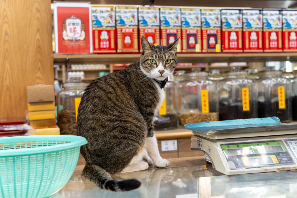 cat sitting on a countertop in Taiwan