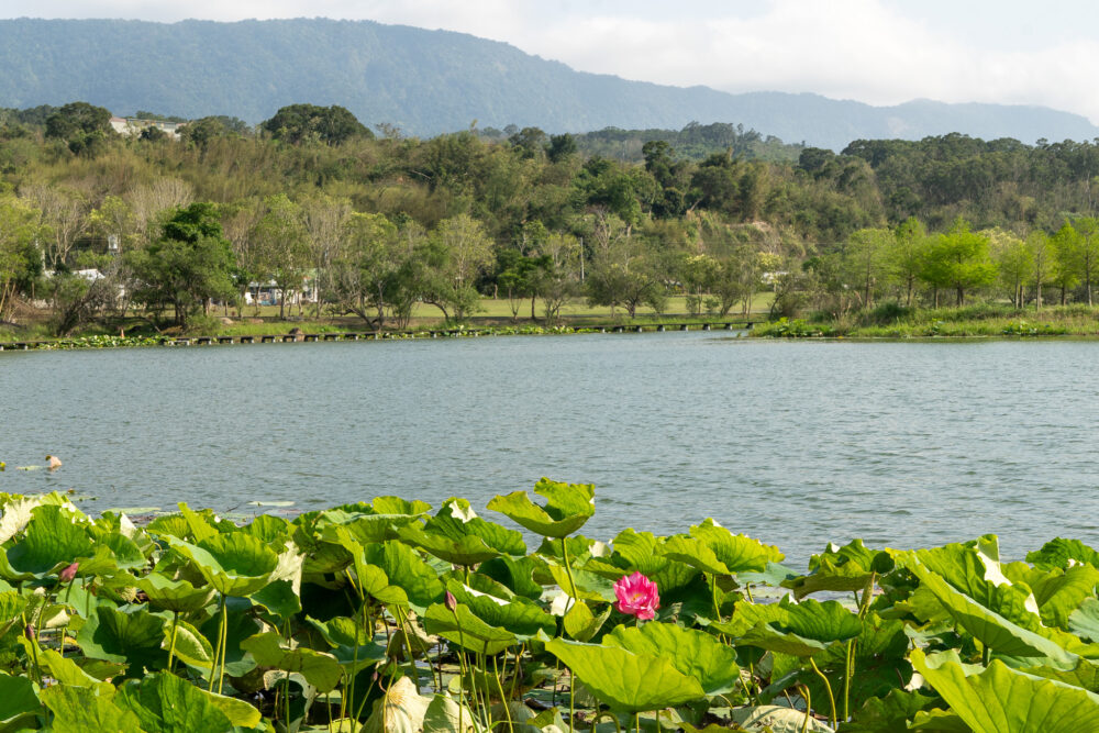 bright pink lotus in a green mess of weeds on the water