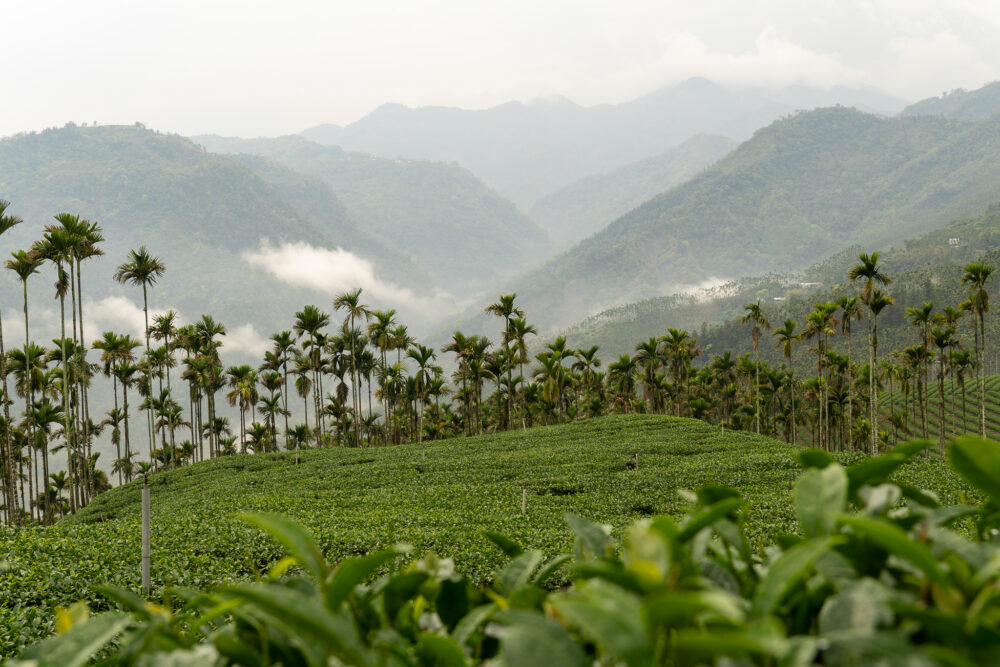 rolling green hills in Taiwan 