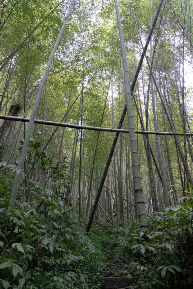 Bamboo forest in Taiwan Alishan region