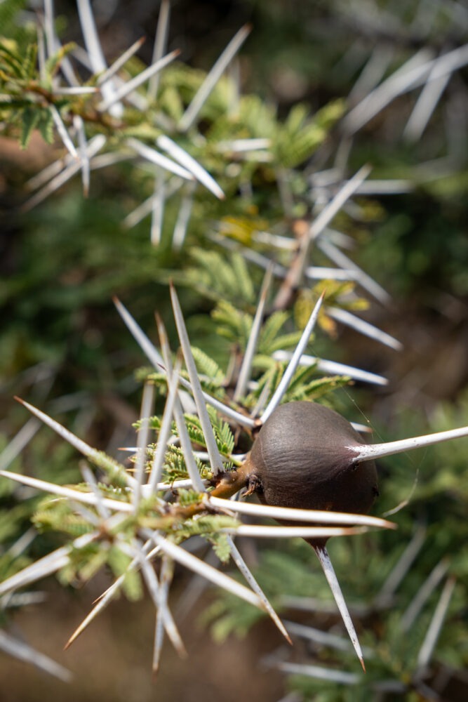whistling acacia up close 