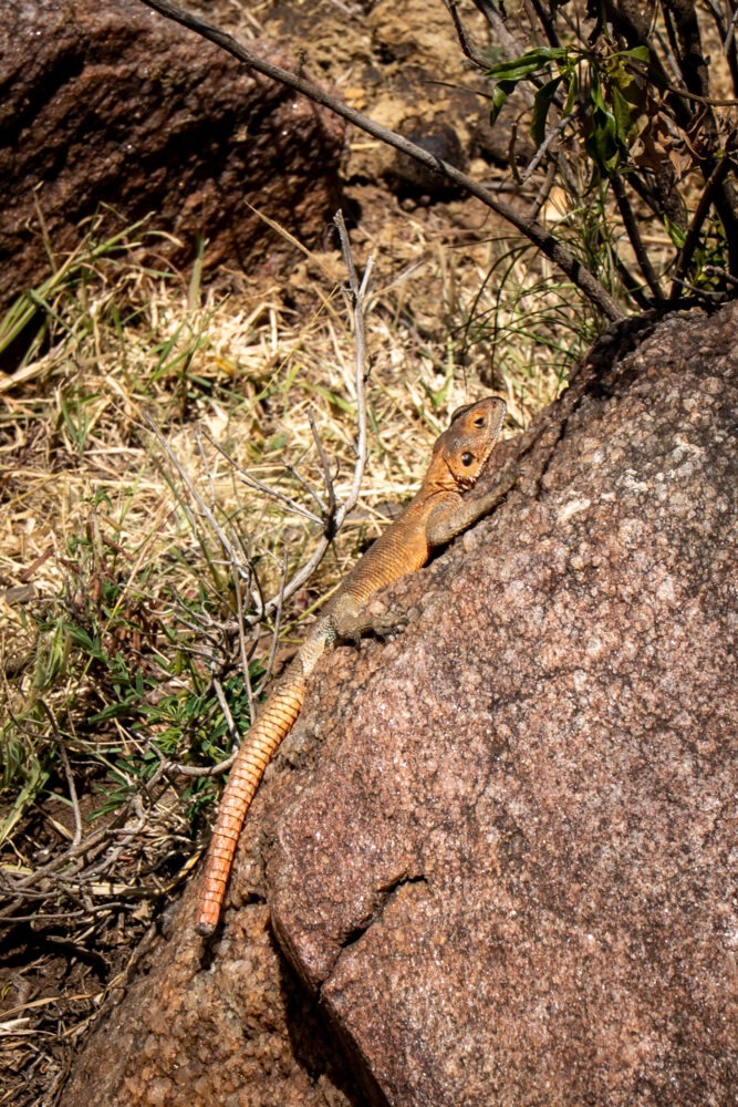 a lizard sunning on a rock