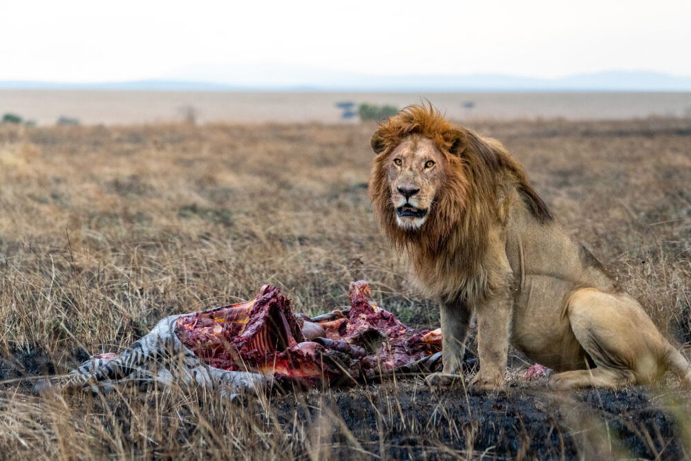 male lion sitting on his kill