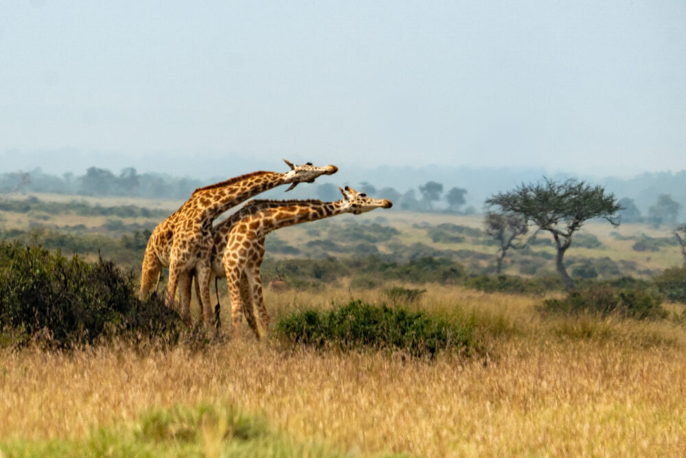 two giraffes swinging necks 