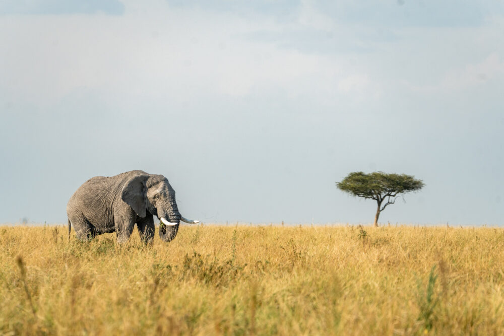 elephant in the open savannah with a tree 
