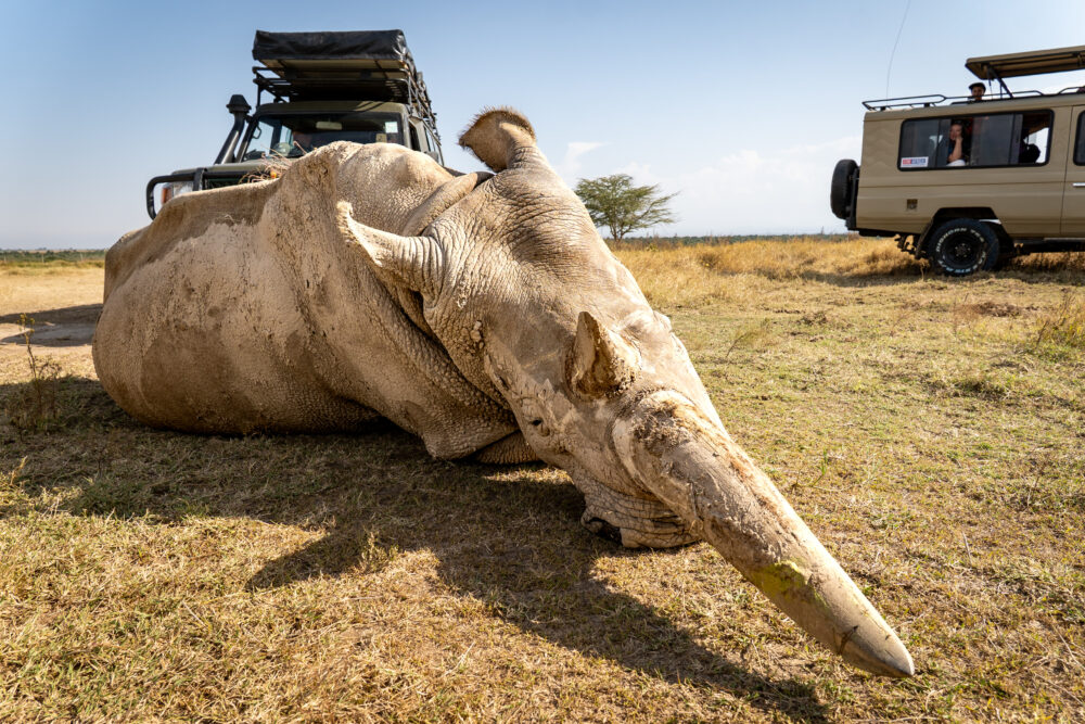 a large rhino with a few safari cars nearby