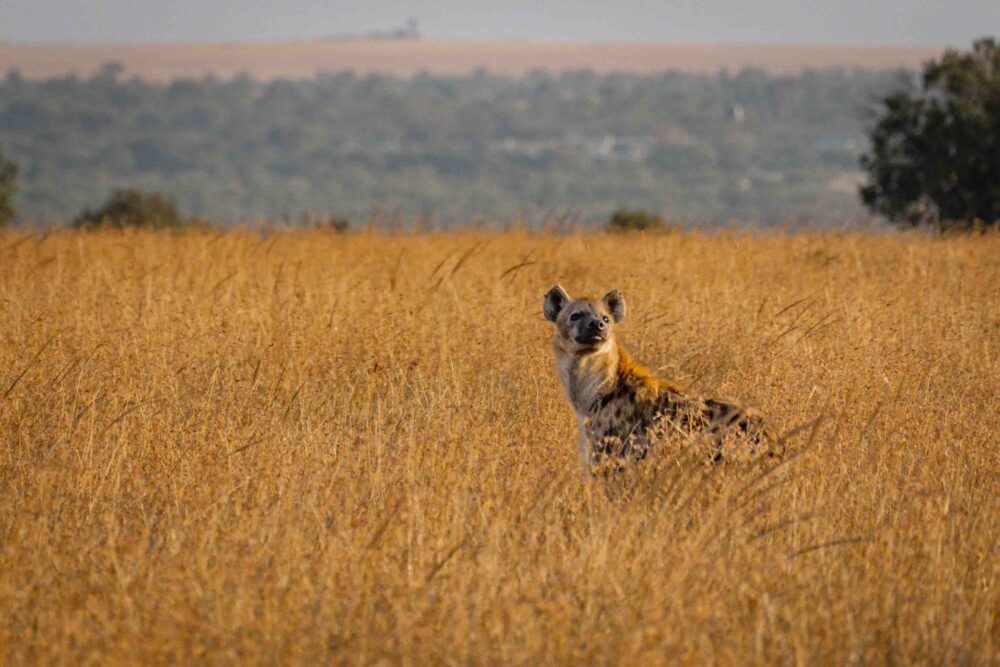 hyena in the tall grass